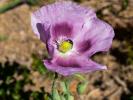 Pavot somnifère, Pavot officinal Papaver somniferum L., 1753