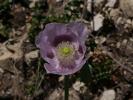 Pavot somnifère, Pavot officinal Papaver somniferum L., 1753