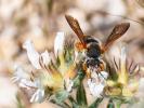  Rhodanthidium sticticum (Fabricius, 1787)