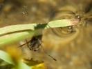 Notonecte glauque Notonecta glauca Linnaeus, 1758