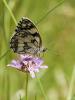 Demi-Deuil (Le), Échiquier (L'), Échiquier commun  Melanargia galathea (Linnaeus, 1758)