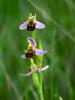 Ophrys abeille Ophrys apifera Huds., 1762