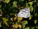 Echiquier ibérique (L'), Échiquier d'Ibérie (L') Melanargia lachesis (Hübner, 1790)