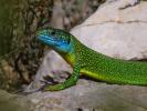Lézard vert Lacerta bilineata Daudin, 1802