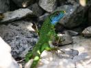 Lézard vert Lacerta bilineata Daudin, 1802