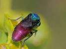 Chrysura refulgens