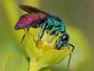  Chrysura refulgens