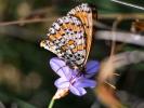 Mélitée orangée (La), Damier orangé (Le), Diane (L Melitaea didyma (Esper, 1778)
