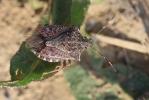 Punaise diabolique Halyomorpha halys (Stål, 1855)