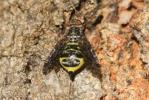  Platystoma lugubre (Robineau-Desvoidy, 1830)