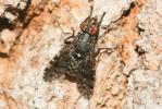  Platystoma lugubre (Robineau-Desvoidy, 1830)