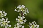  Glaphyra umbellatarum (Schreber, 1759)