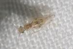  Trichopsocus dalii (McLachlan, 1867)