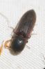  Agriotes sordidus (Illiger, 1807)