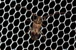  Exocentrus adspersus Mulsant, 1846