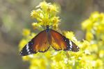 Petit Monarque (Le) Danaus chrysippus (Linnaeus, 1758)