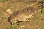 Campagnol provençal Microtus duodecimcostatus (de Sélys-Longchamps, 1839)