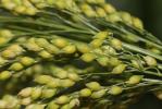 Panic faux-millet Panicum miliaceum L., 1753