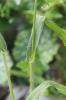 Panic faux-millet Panicum miliaceum L., 1753