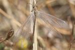  Macronemurus appendiculatus (Latreille, 1807)