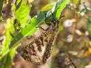  Palpares libelluloides (Linnaeus, 1764)