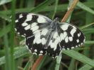 Demi-Deuil (Le), Échiquier (L'), Échiquier commun  Melanargia galathea (Linnaeus, 1758)