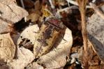Acméodère de la Piloselle Acmaeodera pilosellae (Bonelli, 1812)