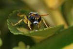  Bembecinus tridens (Fabricius, 1781)