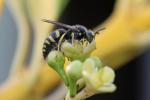  Bembecinus tridens (Fabricius, 1781)