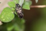 Bupreste à neuf tâches Buprestis novemmaculata Linnaeus, 1767