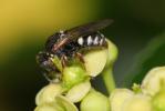  Oxybelus haemorrhoidalis Olivier, 1812
