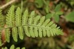 Polypode du calcaire Gymnocarpium robertianum (Hoffm.) Newman, 1851
