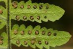 Polypode du calcaire Gymnocarpium robertianum (Hoffm.) Newman, 1851