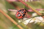  Eurydema ventralis Kolenati, 1846