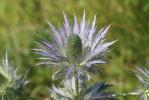 Panicaut des Alpes, Étoile des Alpes Eryngium alpinum L., 1753