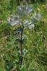 Panicaut des Alpes, Étoile des Alpes Eryngium alpinum L., 1753