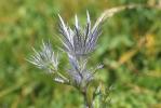 Panicaut des Alpes, Étoile des Alpes Eryngium alpinum L., 1753