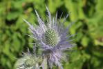 Panicaut des Alpes, Étoile des Alpes Eryngium alpinum L., 1753