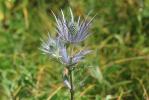 Panicaut des Alpes, Étoile des Alpes Eryngium alpinum L., 1753