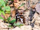 Grand mars changeant (Le), Grand Mars (Le), Chatoy Apatura iris (Linnaeus, 1758)