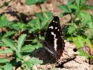 Grand mars changeant (Le), Grand Mars (Le), Chatoy Apatura iris (Linnaeus, 1758)