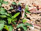 Grand mars changeant (Le), Grand Mars (Le), Chatoy Apatura iris (Linnaeus, 1758)