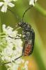  Carillia virginea (Linnaeus, 1758)