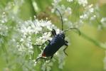  Carillia virginea (Linnaeus, 1758)