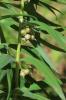 Sceau de Salomon verticillé, Muguet verticillé Polygonatum verticillatum (L.) All., 1785