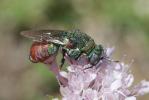  Parnopes grandior (Pallas, 1771)
