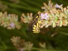  Anthidium florentinum (Fabricius, 1775)