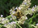  Anthidium florentinum (Fabricius, 1775)