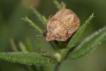  Psacasta granulata (A. Costa, 1847)