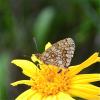 Mélitée de la Lancéole (La), Mélitée des Scabieuse Melitaea parthenoides Keferstein, 1851